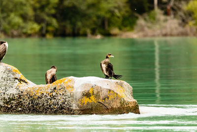 Brown cormorant looking away from a rock