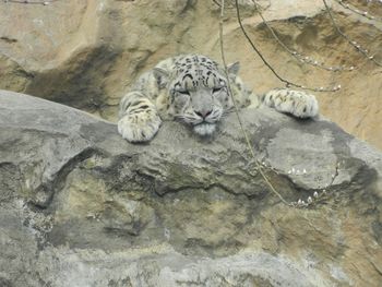 Cat relaxing on rock