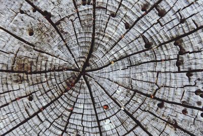 Full frame shot of tree stump