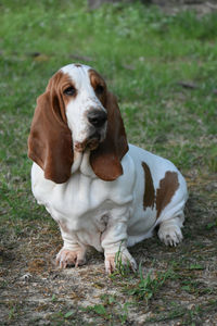 Portrait of dog sitting on field