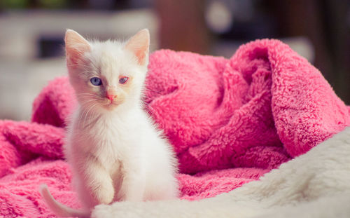 Close-up portrait of cat
