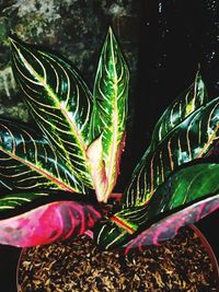 Close-up of succulent plant leaves