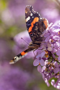 Close-up of butterfly pollinating on flower