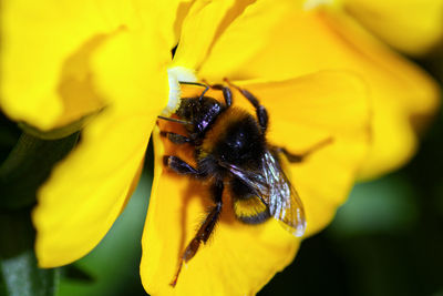 Close-up of bee pollinating on yellow flower