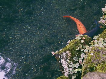 High angle view of a plant with moss on water