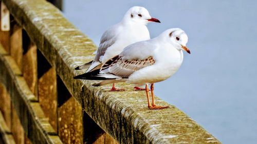 Close-up of seagulls perching on wood