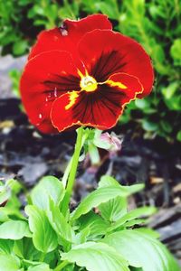 Close-up of red flowers