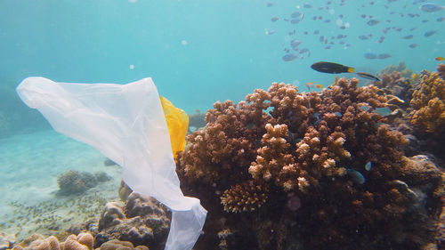 View of fish swimming underwater