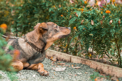 Close-up of dog