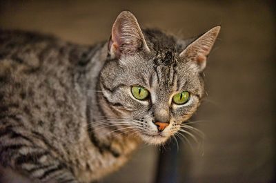 Close-up portrait of a cat