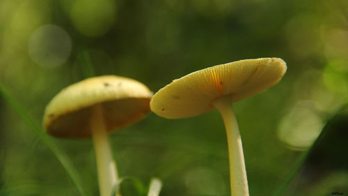 Close-up of yellow mushroom