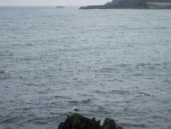 Seagull perching on rock in sea
