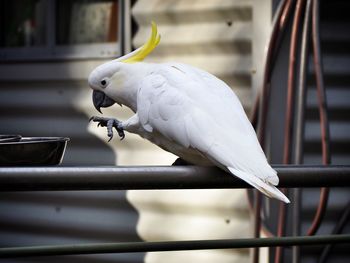 Close-up of parrot perching on railing