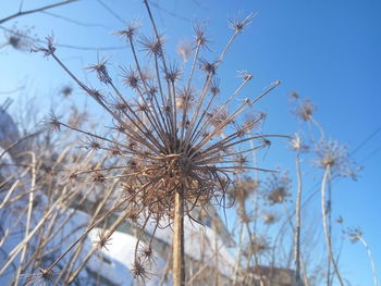 Low angle view of flower tree against sky