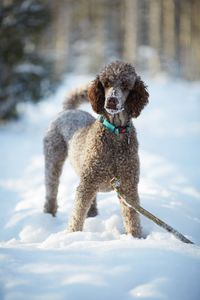 Portrait of dog on snow field