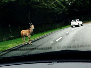 Car moving on road