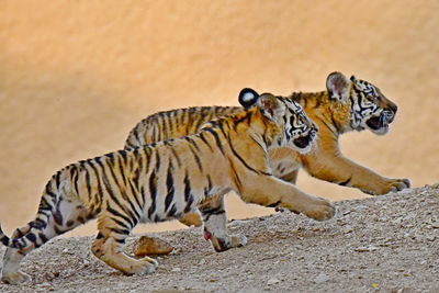 Zebras and a cat