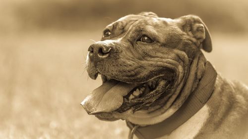 Close-up of a dog looking away