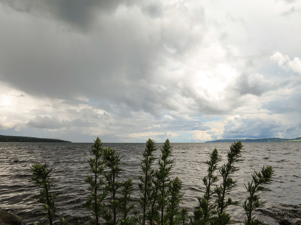 sea, water, sky, horizon over water, tranquil scene, tranquility, scenics, beauty in nature, cloud - sky, nature, plant, cloud, beach, cloudy, shore, idyllic, growth, day, outdoors, no people