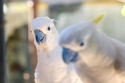 Close-up of parrot