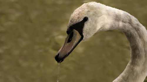 Close-up of swan