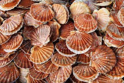 Fresh french scallops on a seafood market at dieppe france