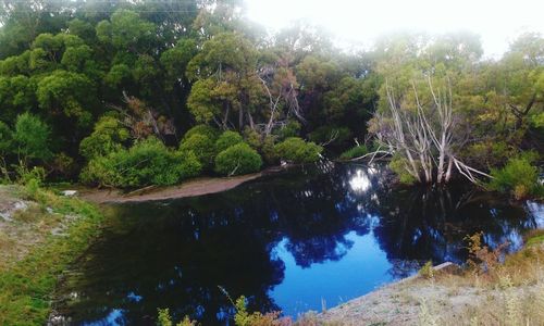 Reflection of trees in water