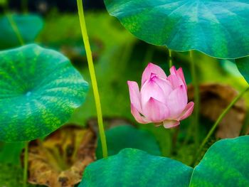 Close-up of pink lotus water lily