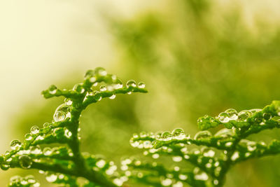 Natural background with dew drops on green branches of thuja, low depth of field