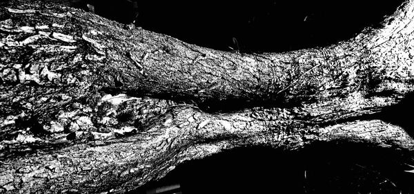 Close-up of tree trunk