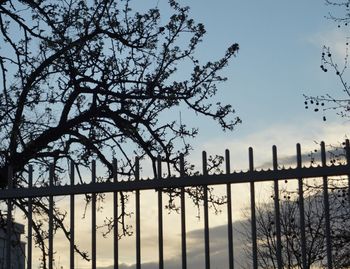 Silhouette bare tree by plants against sky