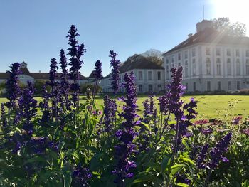 Purple flowering plants by building against clear sky