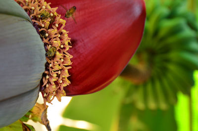 Close-up of red flowers