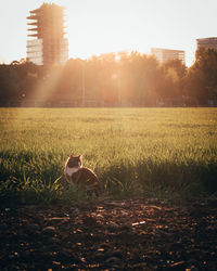 View of horse on field during sunset