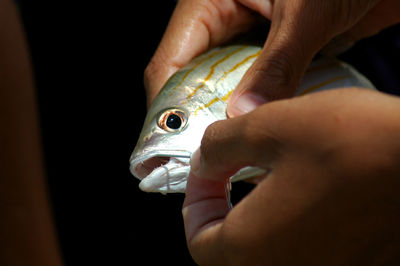 Close-up of man holding a fish