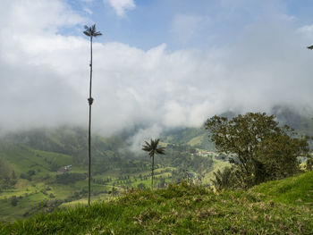 Trees on field against sky