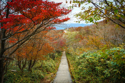 Footpath amidst trees in forest during autumn
