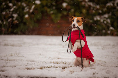 Portrait of dogs standing on field