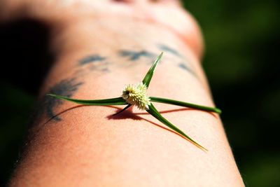 Close-up of insect on hand