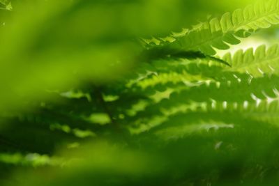 Close-up of fern leaf