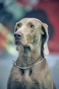 Close-up of dog looking away