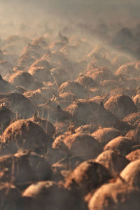 Full frame shot of dry heat coconut on field