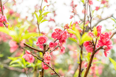 The red blossoms on the peach trees