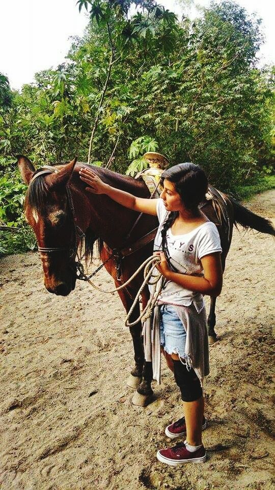 horse, tree, working animal, animal themes, domestic animals, full length, mammal, lifestyles, one animal, transportation, livestock, leisure activity, riding, men, casual clothing, rear view, side view, sunlight