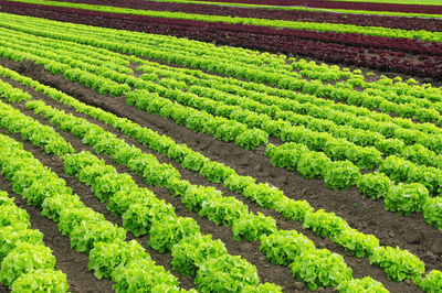 Scenic view of agricultural field