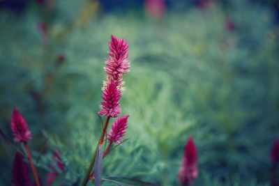 Beautiful fairy dreamy magic pink purple celosia argentea flower on faded blurry background 