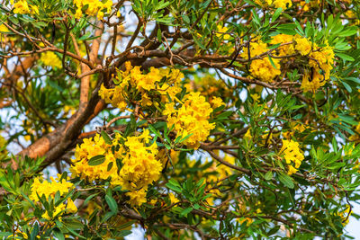 Low angle view of yellow flowering plants