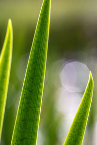 Close-up of plant