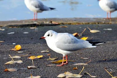 Seagull perching on a beach