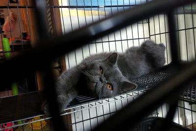 Portrait of cat in cage